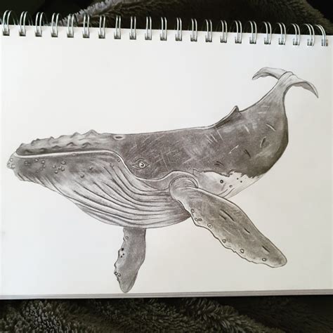 whale drswing|whale drawing realistic.